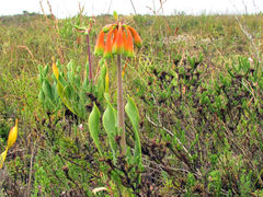Cyrtanthus obliquus