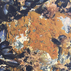 Hapterophycus canaliculatus