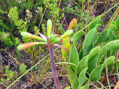 Cyrtanthus obliquus