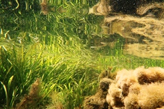 Atherinosoma microstoma