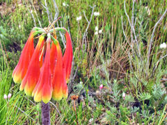 Cyrtanthus obliquus