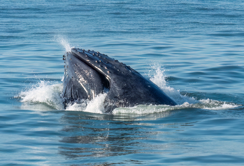 Humpback Whale photographed in New Jersey