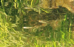 Atherinosoma microstoma