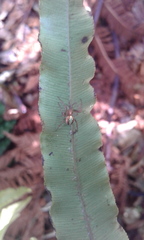 Novaranea queribunda