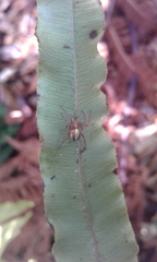 Novaranea queribunda