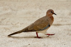 Streptopelia senegalensis
