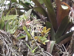 Oncidium schroederianum, photograph (c) Arthur de Jesús Chavarría Pérez, some rights reserved (CC BY)