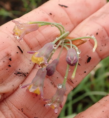 Tulbaghia ludwigiana