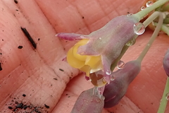 Tulbaghia ludwigiana