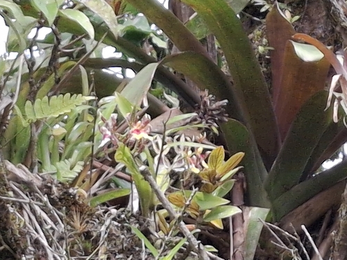 Oncidium schroederianum, photograph 2