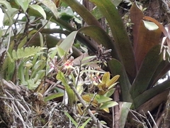 Oncidium schroederianum, photograph (c) Arthur de Jesús Chavarría Pérez, some rights reserved (CC BY)