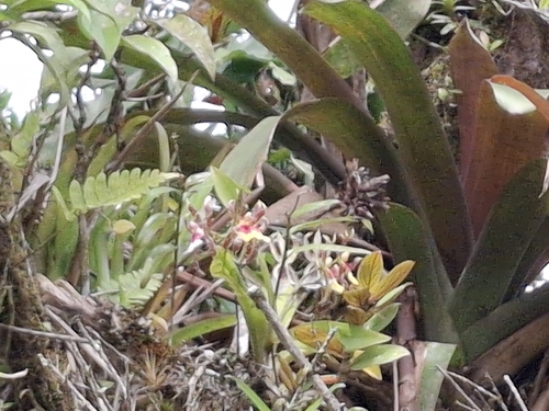 Oncidium schroederianum, photograph 3