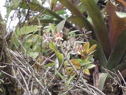 Oncidium schroederianum, photograph 4