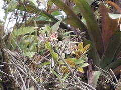 Oncidium schroederianum, photograph (c) Arthur de Jesús Chavarría Pérez, some rights reserved (CC BY)