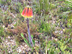Cyrtanthus obliquus