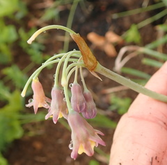 Tulbaghia ludwigiana