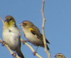 Euplectes albonotatus