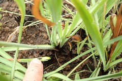 Tulbaghia ludwigiana