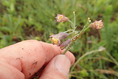 Tulbaghia ludwigiana