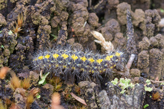 Setina irrorella