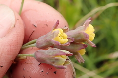 Tulbaghia ludwigiana