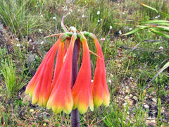 Cyrtanthus obliquus