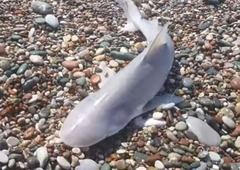 Carcharhinus plumbeus