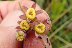 Tulbaghia ludwigiana