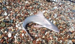 Carcharhinus plumbeus