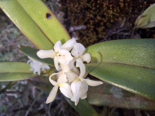 Epidendrum penneystigma Hágsater & García-Cruz