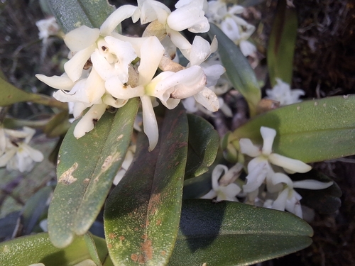Epidendrum penneystigma Hágsater & García-Cruz 2