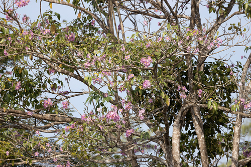 Tabebuia rosea - Leaves