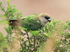 Poicephalus cryptoxanthus