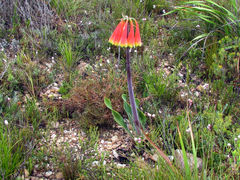Cyrtanthus obliquus