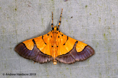 Endocrossis flavibasalis