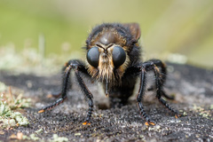Laphria gibbosa