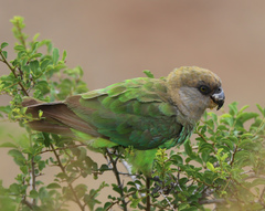 Poicephalus cryptoxanthus