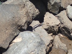 Emoia atrocostata