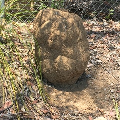 Microcerotermes