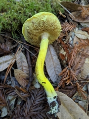 Pulveroboletus