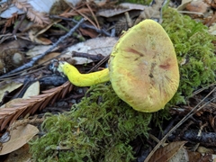 Pulveroboletus