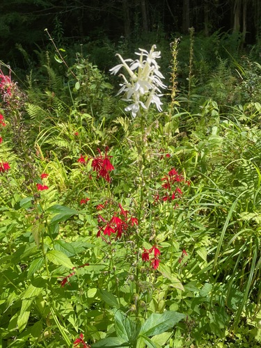 Cardinal flower (Lobelia cardinalis)