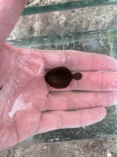 Naked sole (Gymnachirus melas) — Achiridae — 5