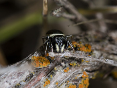 Heliophanus chovdensis