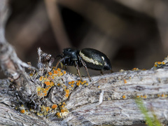 Heliophanus chovdensis