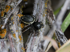 Heliophanus chovdensis