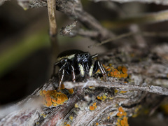 Heliophanus chovdensis