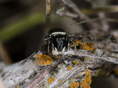 Heliophanus chovdensis