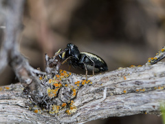 Heliophanus chovdensis