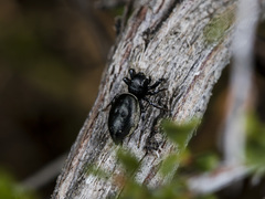 Heliophanus chovdensis